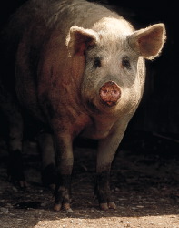 pig