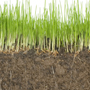 Cross section of soil with grass growing on top