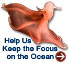 Help Us Keep the Focus on the Ocean