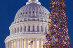 2008 Capitol Christmas Tree