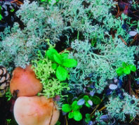 lichen