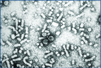 hepatitis B virus