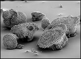 Microfossils