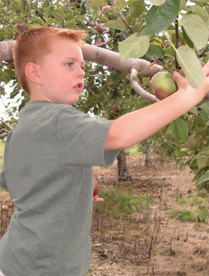 boy picking fruit