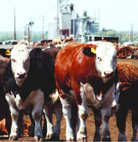 cattle