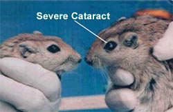 Photo - Sand rats (8 months old) with (right side) and without (left side) cataracts 