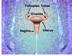 (Diagram, illustrating the fallopian tubes, ovaries, vagina, and uterus)