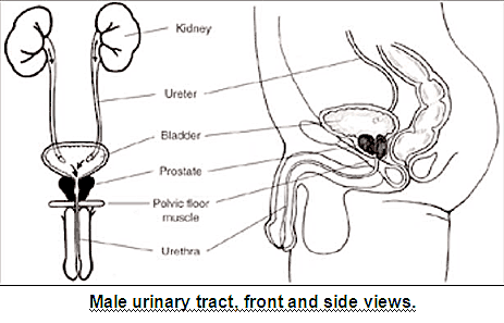 Graphic of male urinary tract, front and side views.