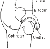 Image of male urinary tract, showing location of urinary sphincter.