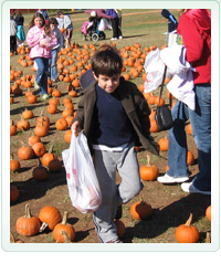 Pumpkin Patch