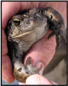 Boreal Toad