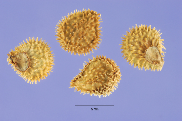 Seed of Cynoglossum officinale