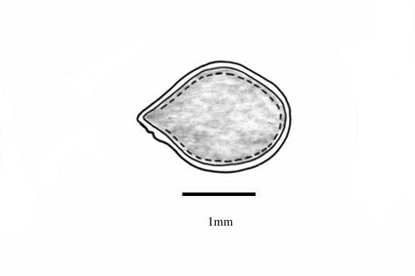 Embryo drawing of Cynoglossum coeruleum