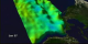 An animation of sea surface temperature and height anomalies in the Pacific for January 1997 through August 1998 from NOAA AVHRR and TOPEX Poseidon