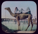 Saddled Camel