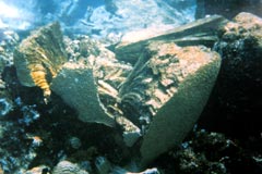 A ship striking a coral can cause extensive damage, such as this brain coral that was split apart when the Fortuna Reefer ran aground off Mona Island, Puerto Rico in 1997.