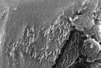 Mars Life? - Microscopic Tube-like Structures