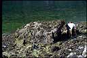 A large boulder (nicknamed Mearns Rock) in Prince William Sound, Alaska, which is being monitored for recovery from the Exxon Valdez oil spill.