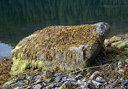 A large boulder (nicknamed Mearns Rock) in Prince William Sound, Alaska, which is being monitored for recovery from the Exxon Valdez oil spill.