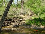 Location 11 - Large woody debris in Little Elk Creek