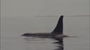 An Orca whale calmly surfaces in the Bering Sea