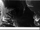 Mars Life? - Microscopic Structures