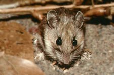 white-footed mouse