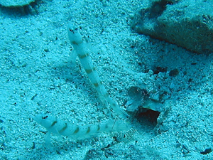Two yellow clown gobi fish and a shrimp near a small burrow in the sea floor.