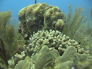 Healthy coral reef off the coast of Vieques