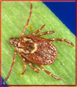 American dog tick (Dermacentor variabilis) 