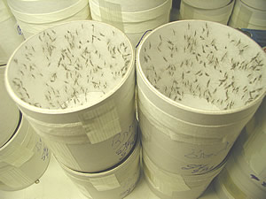 Boxes of experimental mosquitoes