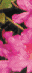 Photographic background of azaleas