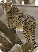 Amani, female cheetah at the Zoo