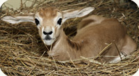 baby dama gazelle
