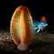 Underworld by Brian Skerry from the 2008 Wildlife Photographer of the Year Competition