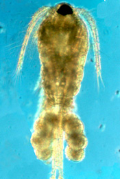 photomicrograph of Dioithona oculata