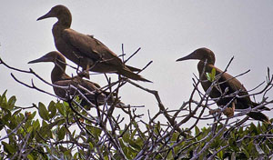 brown boobies perched among mangrove branches