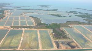 shrimp farm