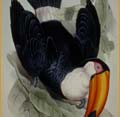 John Gould,  A monograph of the Ramphastidae, or family of toucans  (London, 1834).