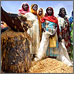 Link to Nutrition (Photo of a pile of grain with several women standing in the background)