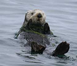 Souther Sea Otter