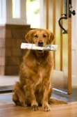 Non-Interactive picture of a Golden Retriever delivering a newspaper