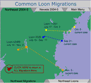 Loon Migrations
