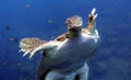 Sea Turtle swiming [AP Photo August 2004].