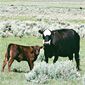 Range Cattle, Elko NV