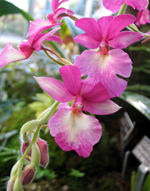 Calanthe rubens6818tn