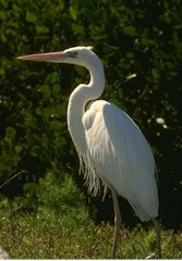 Egret