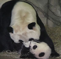 Mother and baby giant pandas at the National Zoo