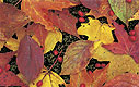 Photo of Autumn Leaves