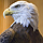 Eagle image